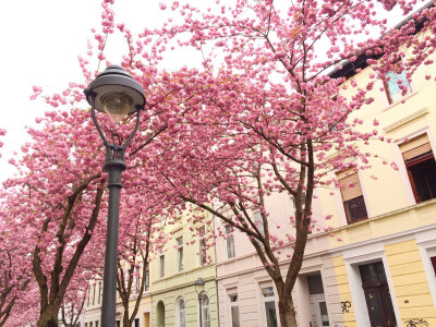 波恩的樱花街，在德国的第三个春天