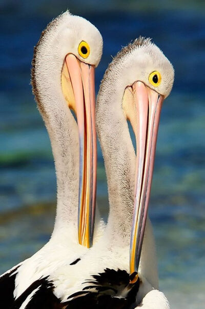 Pelican+Pair+Poise+Rottnest+Island+by+Denis+Glennon