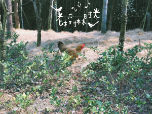 三月 春天  浙东小九寨 宁波