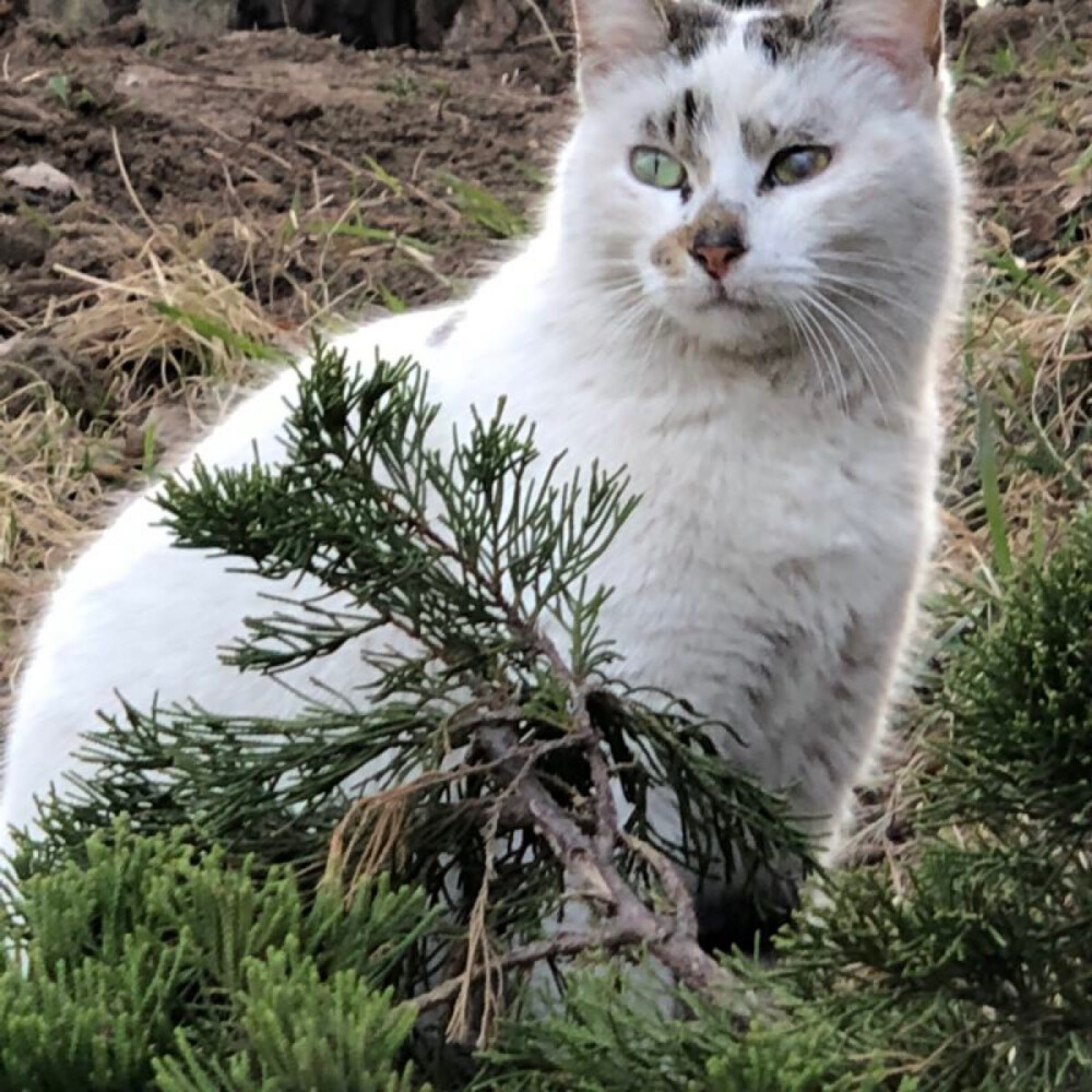 这是只怀孕的异瞳猫