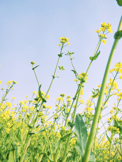 油菜花