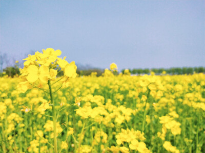 油菜花