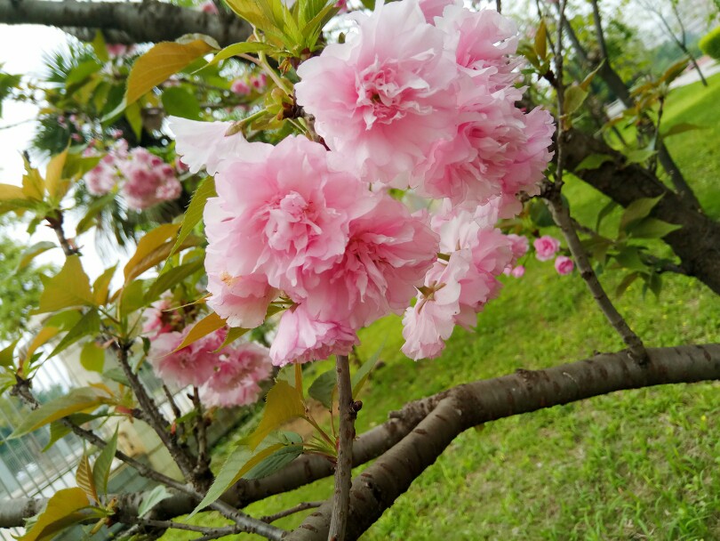 第二年的櫻花
2018年3月30日