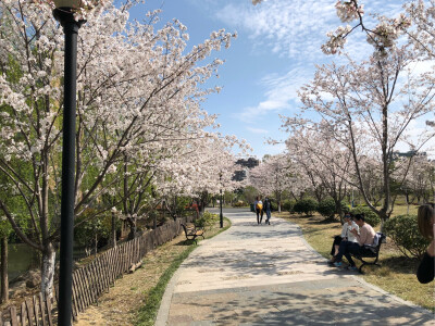 嘉兴 同济大学 樱花节