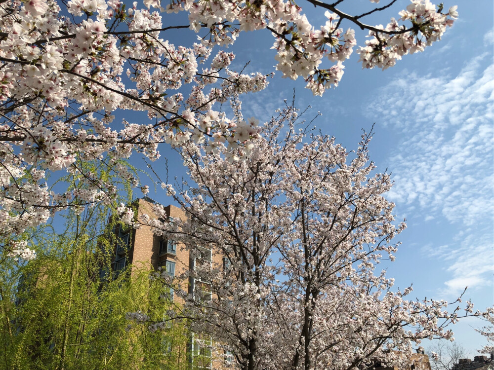 嘉兴 同济大学 樱花节