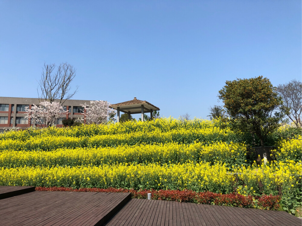 嘉兴 同济大学 樱花节