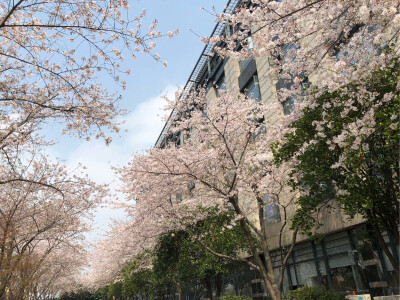 樱花布满天，美景