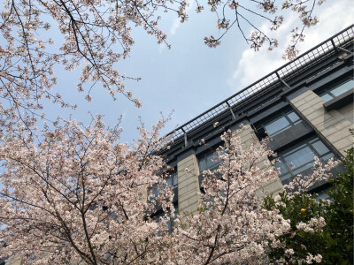 樱花布满天，美景