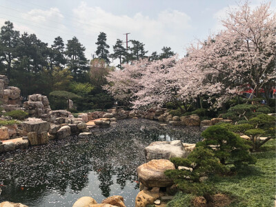 樱花布满天，美景