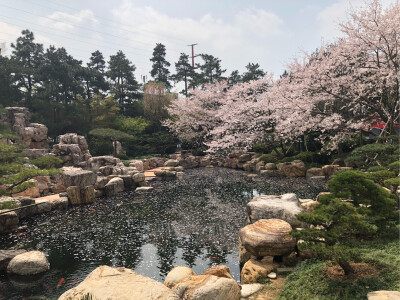 樱花布满天，美景