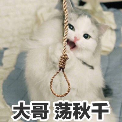 猫表情包 馒头 大哥荡秋千