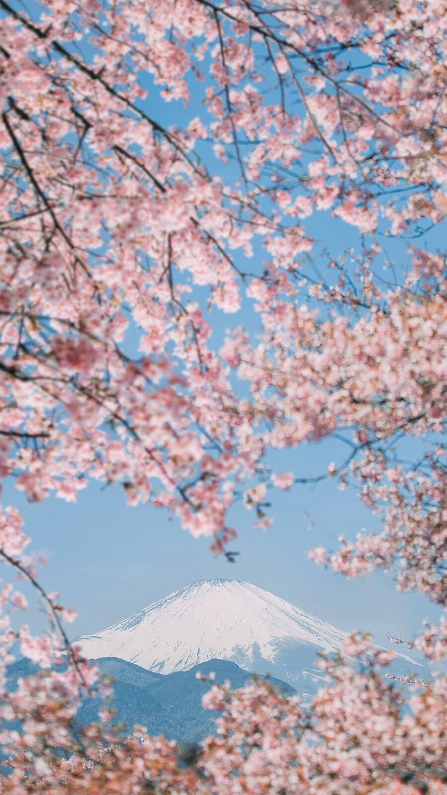 樱花富士山壁纸