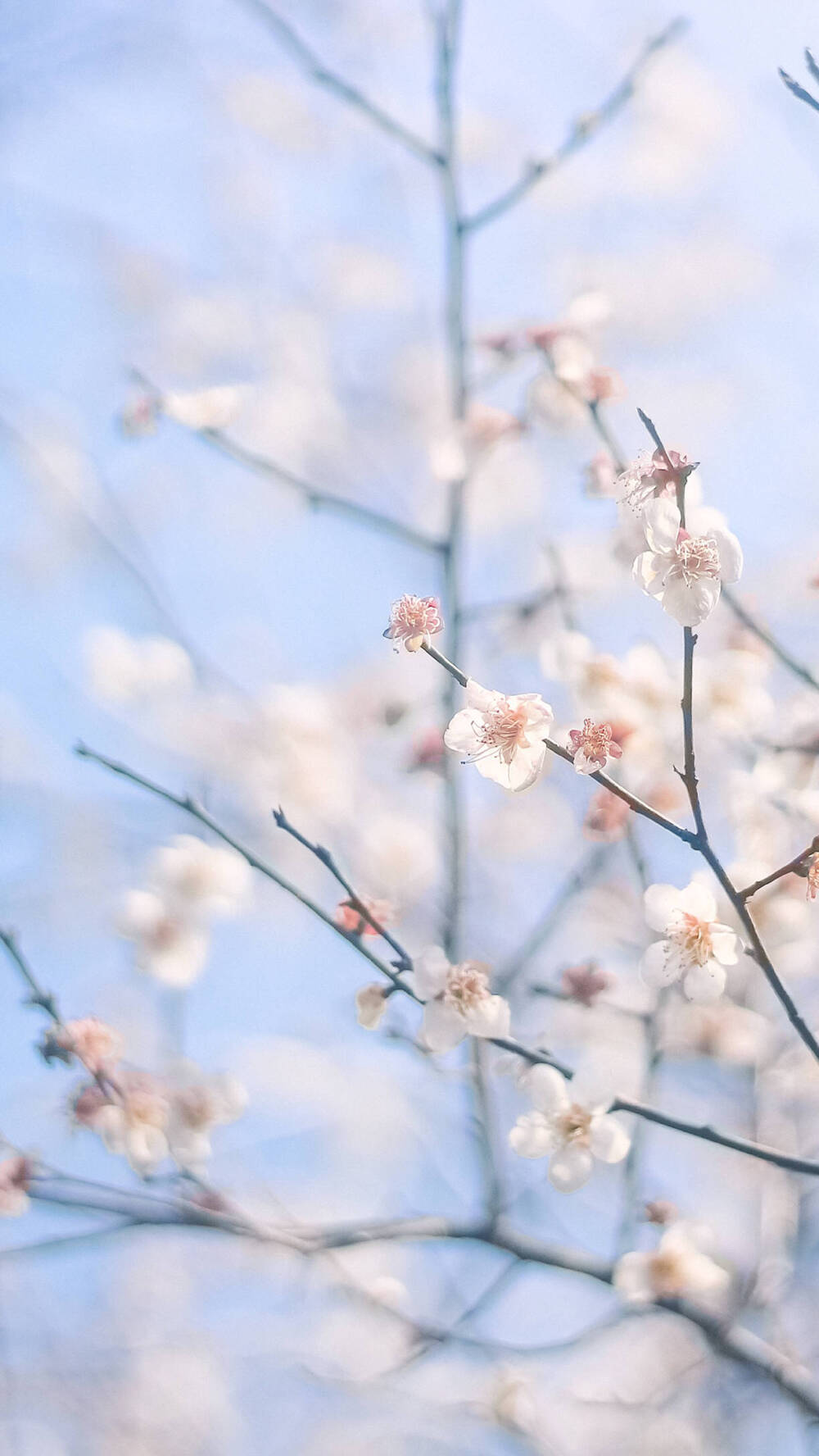 武大樱花