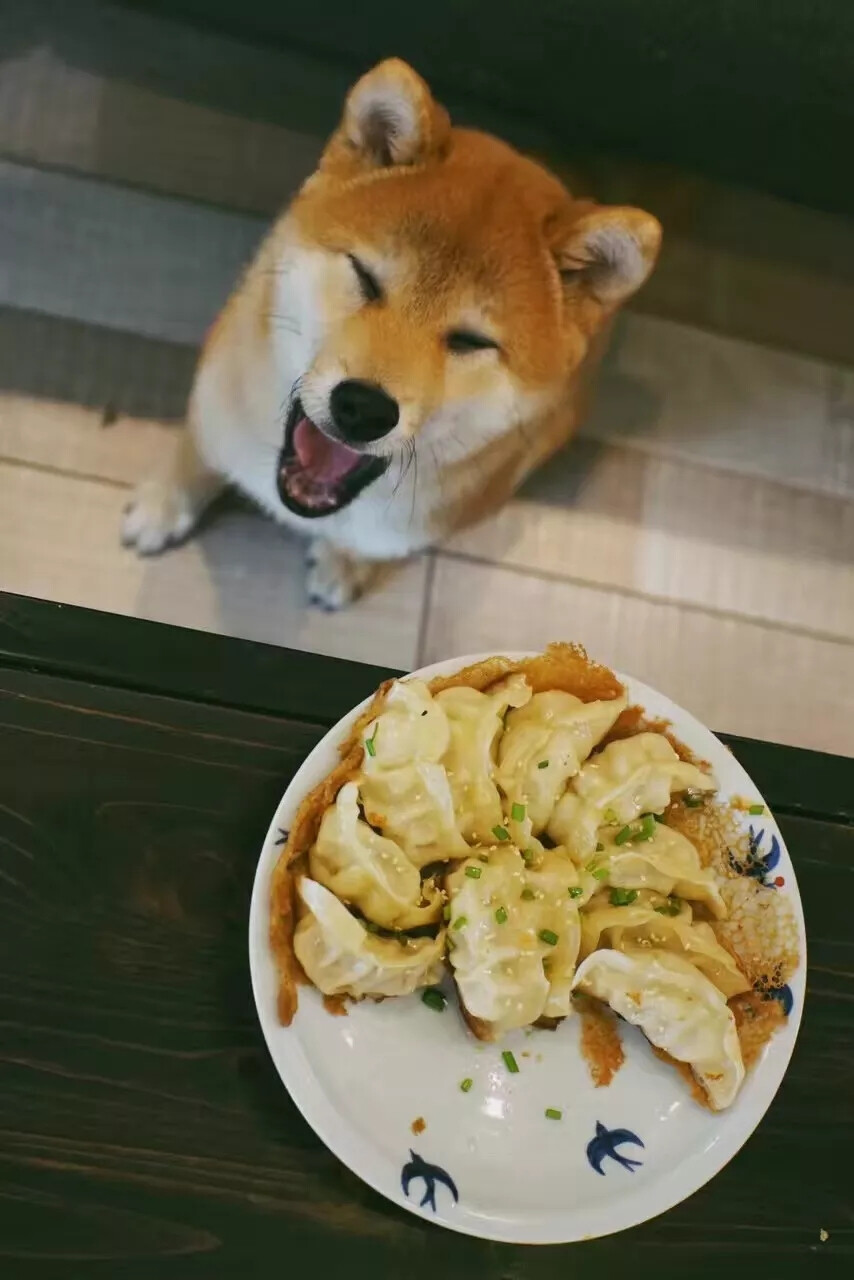 萌哒哒秋田犬