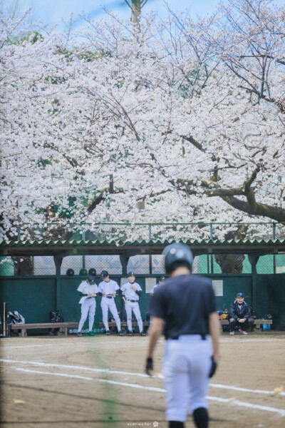 桜の木の下で ​​​​