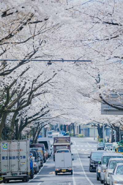 桜の木の下で ​​​​