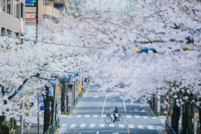 桜の木の下で ​​​​