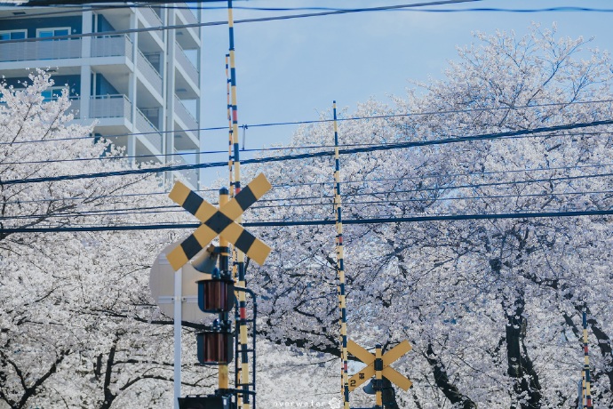 桜の木の下で ​​​​