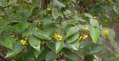 紫草科
草本植物被硬毛，单叶互生多粗糙。
单歧蝎尾聚散序，5枚雄蕊冠上找。
花萼5枚冠5瓣，喉部常有附属物。
两个心皮4深裂，复雌蕊生4坚果。