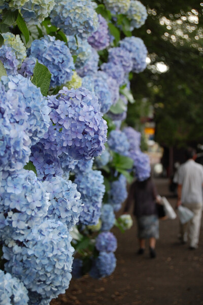 绣球花