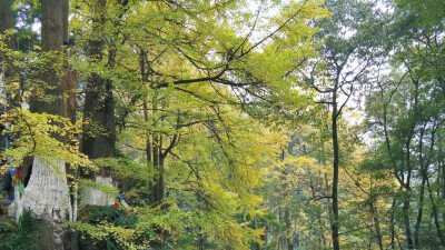 银杏树 大邑 白岩寺