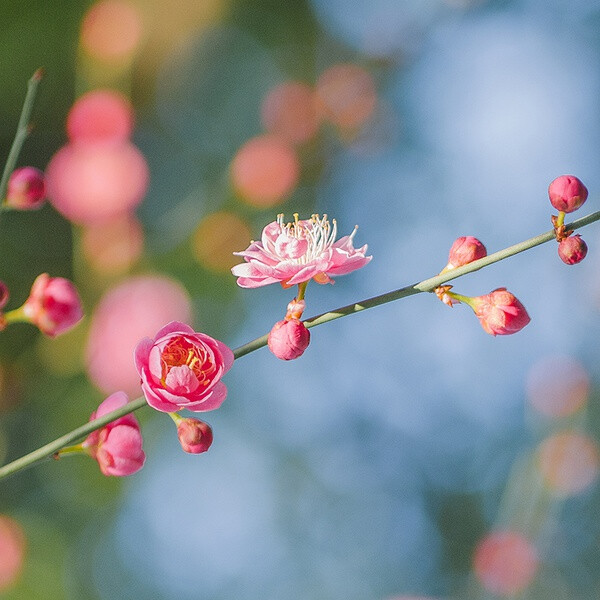 梅花