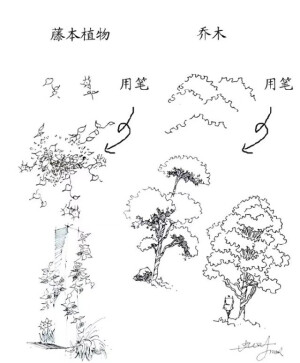 素描 教程  简笔
