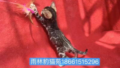 雨林豹猫苑常年出售3-6个月小豹猫