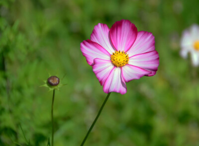 格桑花