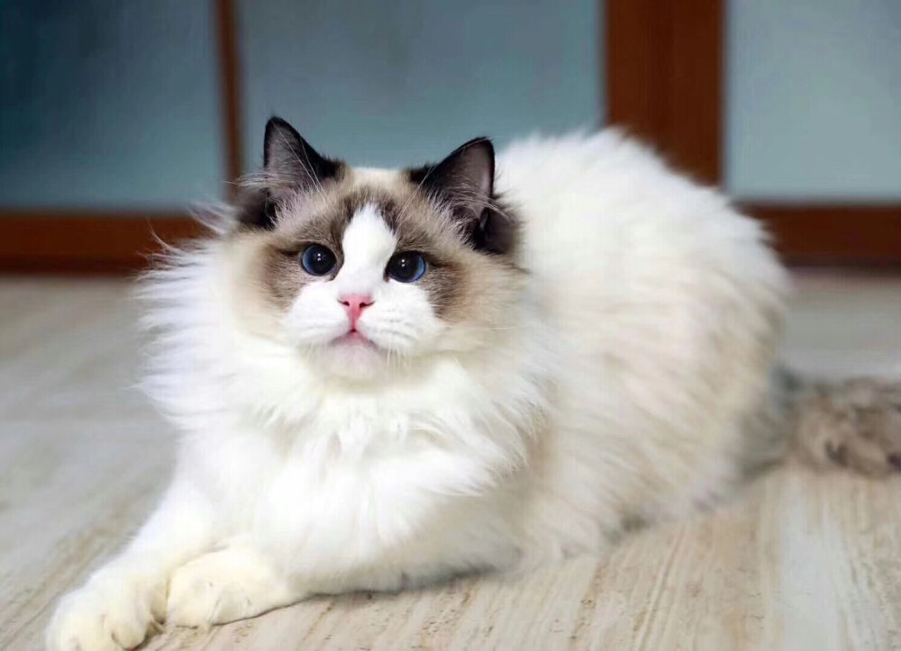 蓝白 网红猫 布偶猫 高地 英短 美短 乳白 蓝眼睛猫咪 加菲 精品猫咪 买精品猫咪 ＋ v niangaocat 