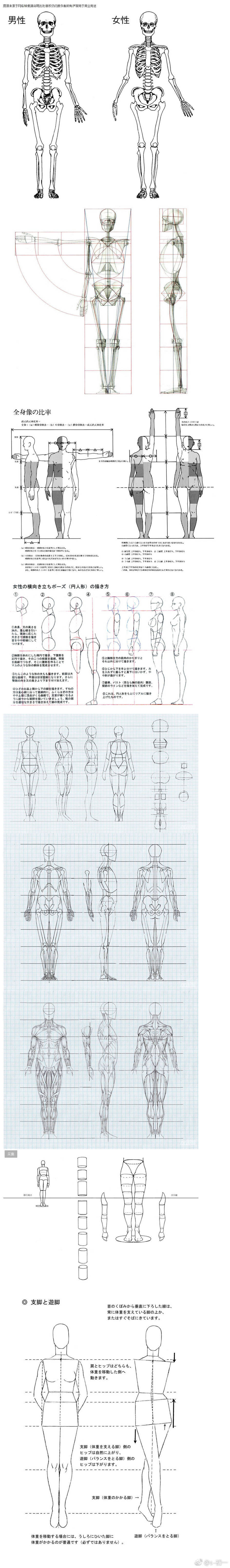 人体比例