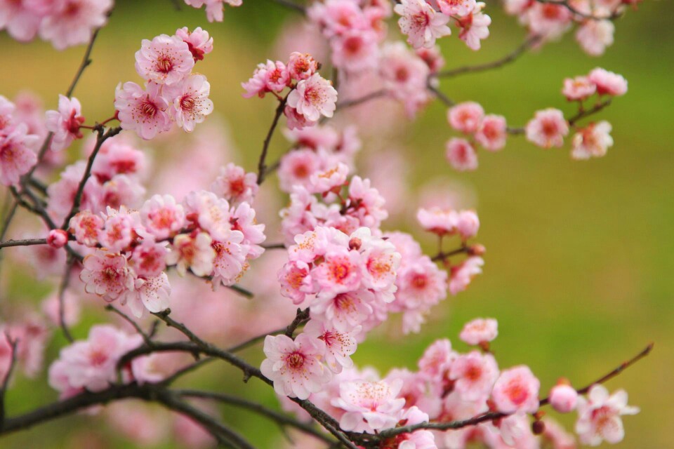 美人梅（学名：Prunus × blireana cv. Meiren）：落叶小乔木或灌木，法国引进。由重瓣粉型梅花与红叶李杂交而成。落叶小乔木。