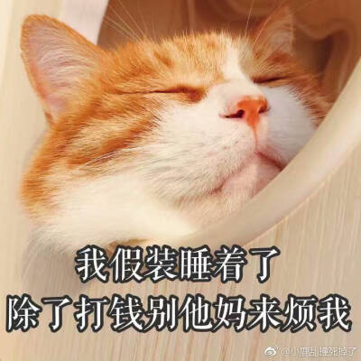 橘猫