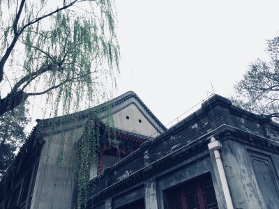 散落在北京大学里的春光