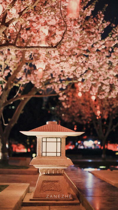 壁纸
长安夜樱
摄影师@zangzhe