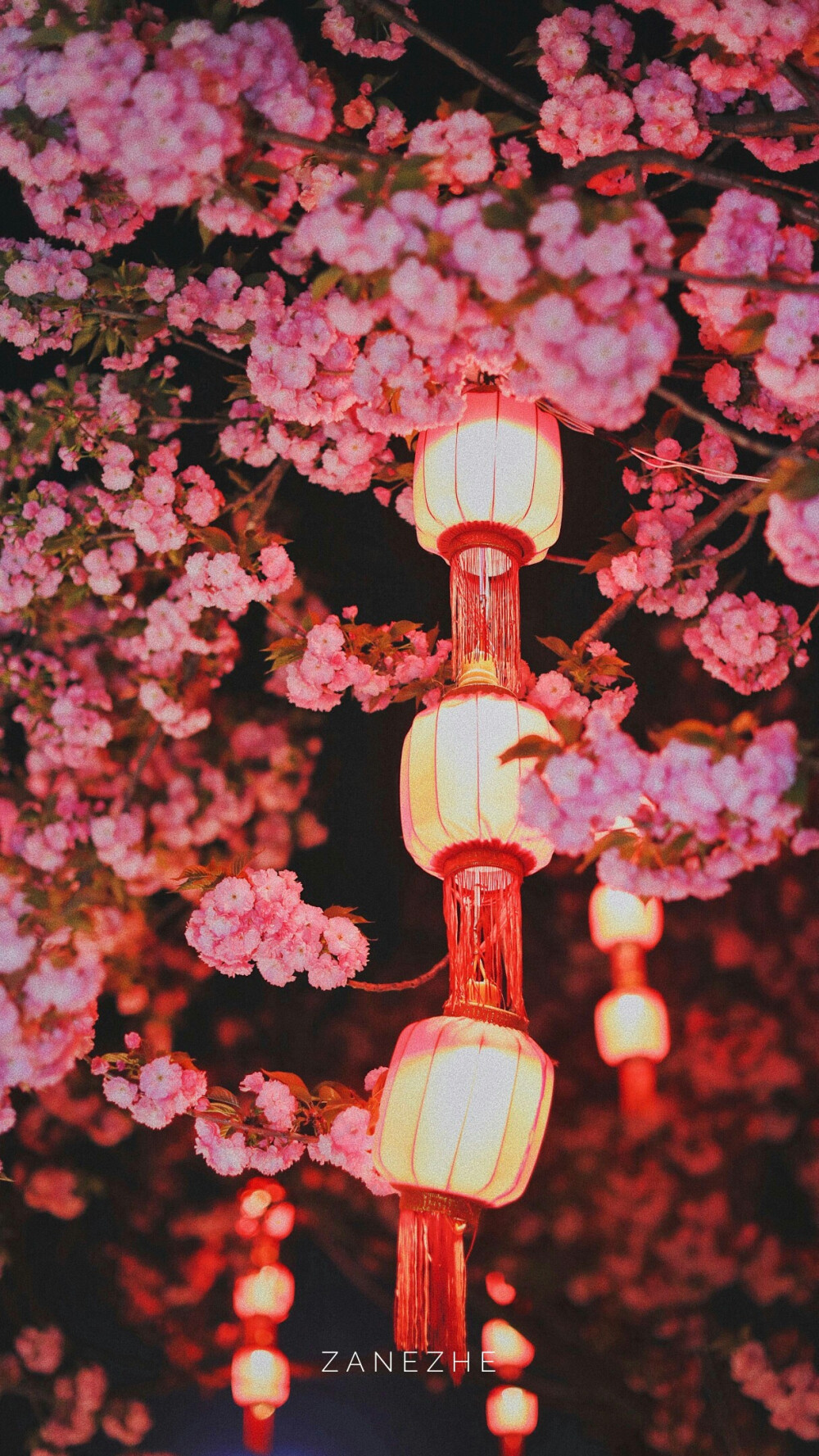 壁纸
长安夜樱
摄影师@zangzhe