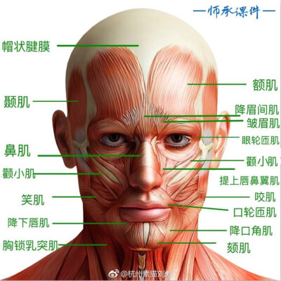 素描头像的结构