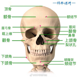 素描头像的结构