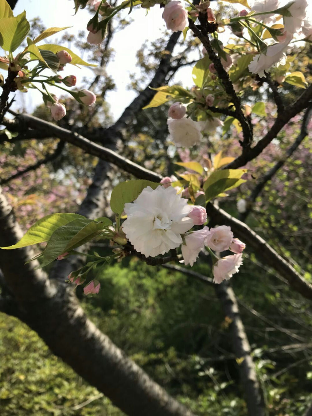 顾村公园的樱花，好美