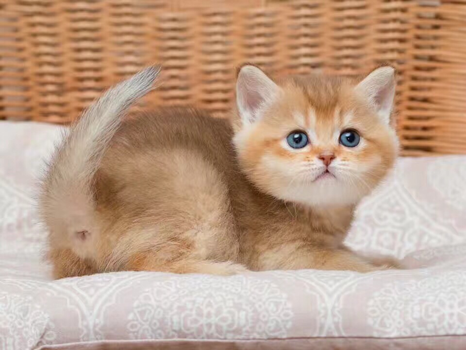 纯白 蓝白 网红猫 布偶猫 高地 英短 美短 乳白 蓝眼睛猫咪 加菲 精品猫咪 买精品猫咪 ＋ v niangaocat 