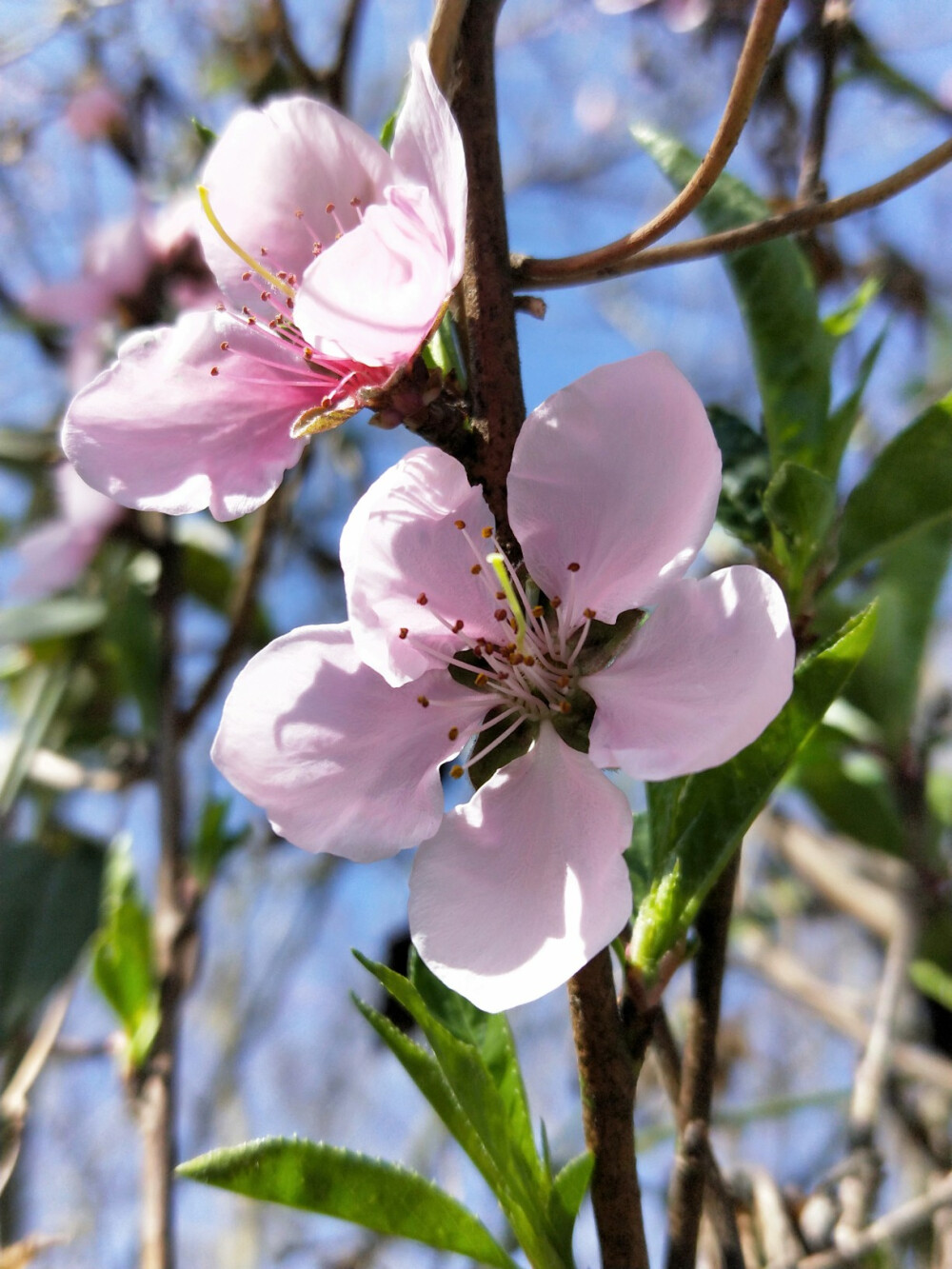 桃花