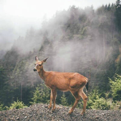 林深时见鹿