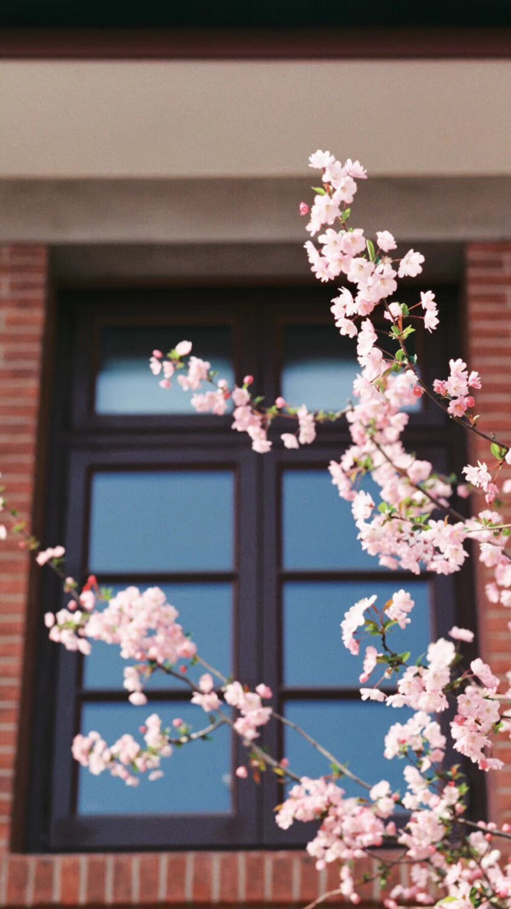 油菜花 樱花