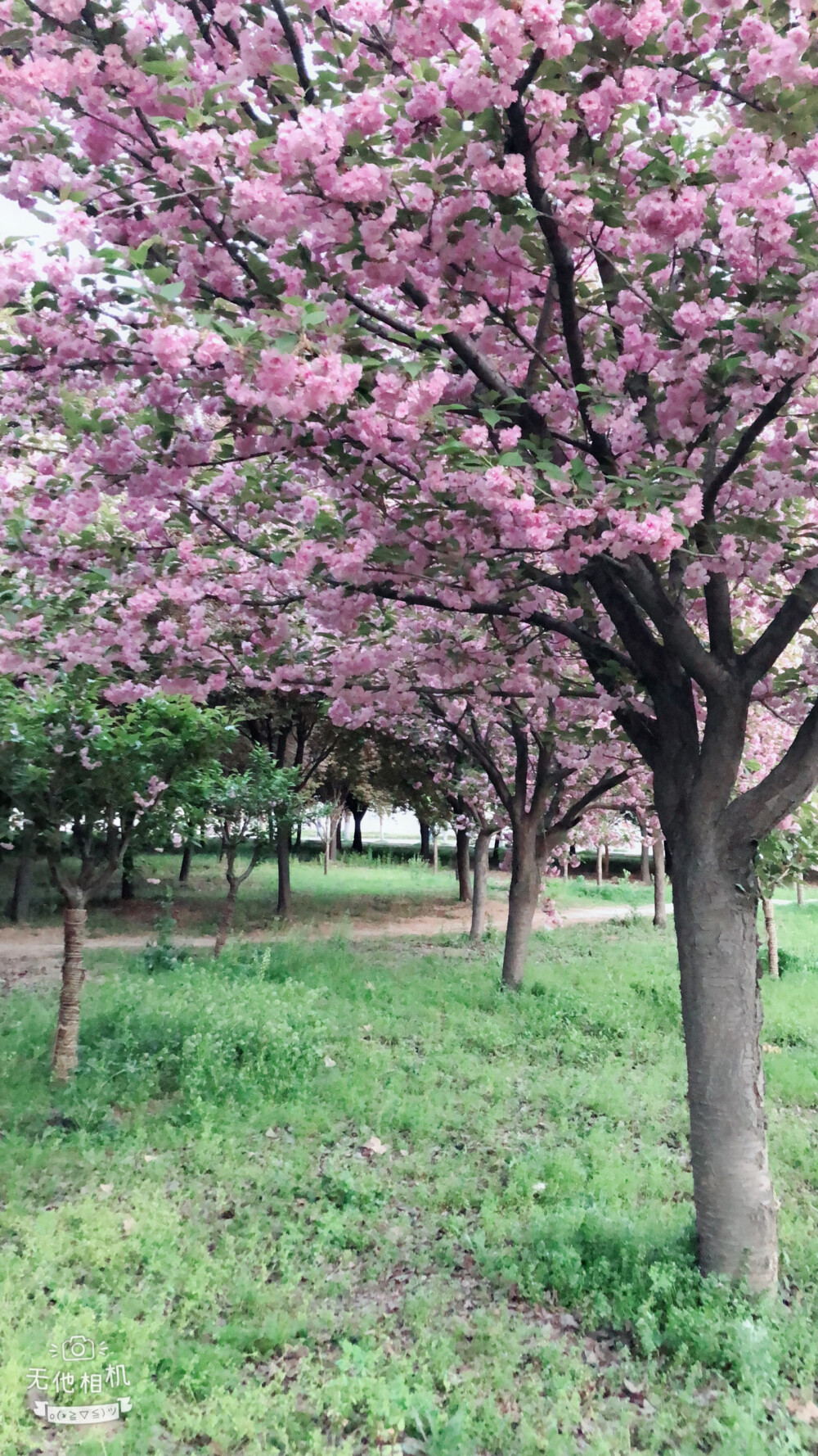 国防樱花季 2018/4.2