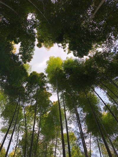 岚山竹林