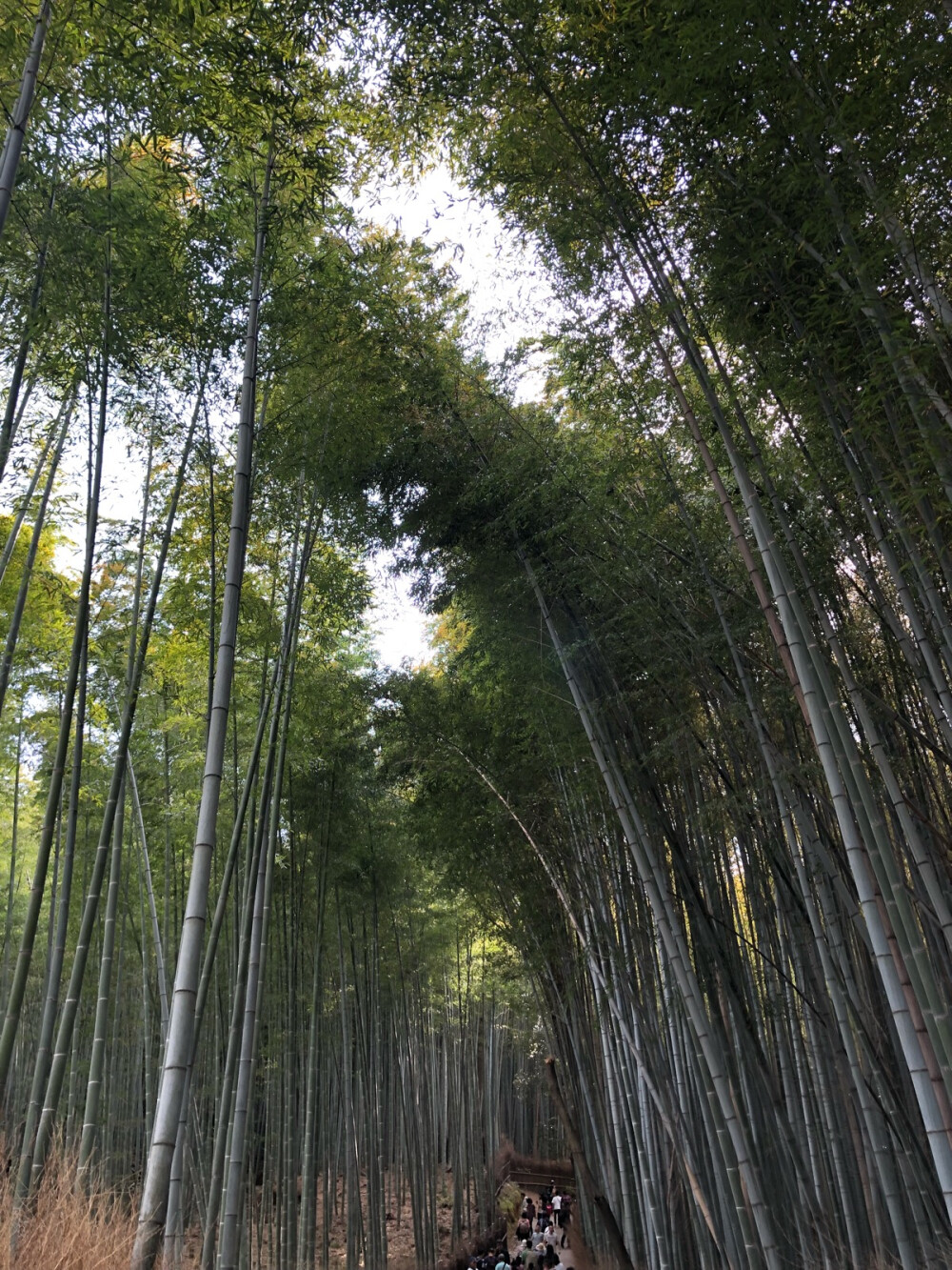 岚山竹林