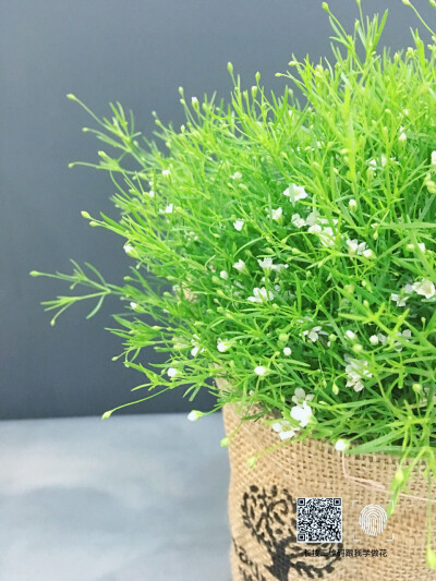  满天星Gypsophila.原名：圆锥石头花。花期6-8月，果期8-9月。满天星的生命力特强，生根快，耐长途运输移栽，成活率达95%以上。根、茎可供药用。功能主治清热利尿，化痰止咳。由於满天星长的样貌平平，不惹人注目，…