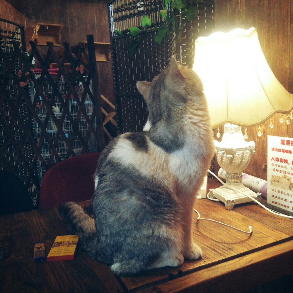 2018.04.03 撸猫