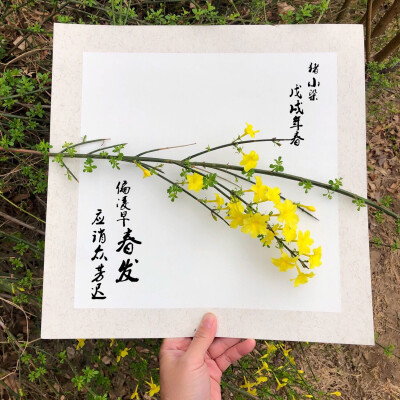 迎春花开