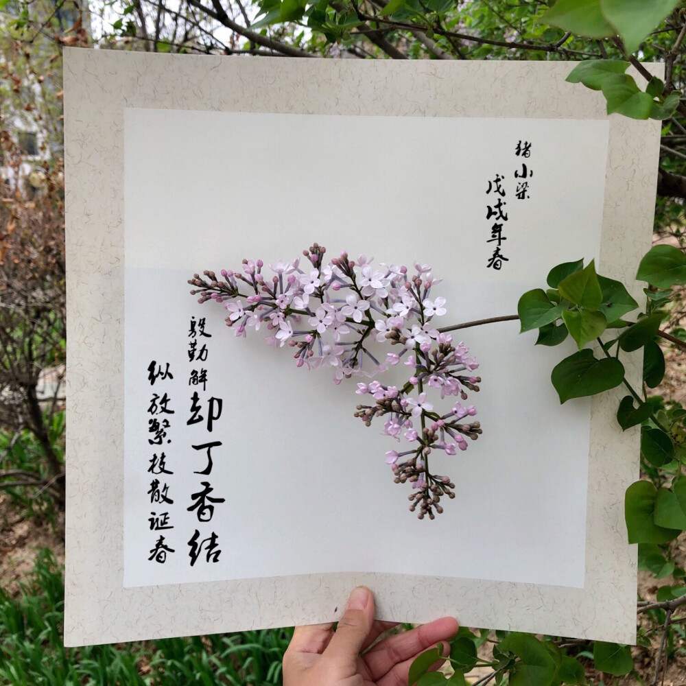 丁香花开～